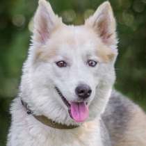 Зефирка-Лора - 15 кг невероятной красоты, в Москве