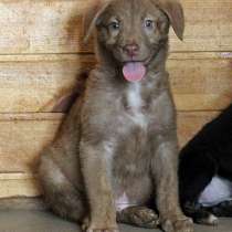 Шоколадное чудо, милейший щеночек Ансел в добрые руки, в Москве