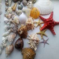 Ракушки для аквариума или декора, в Волгограде