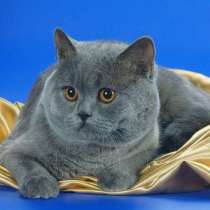 Услуги, перевозки попутные, в г.Брилон