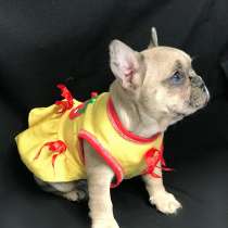 Французский бульдог, в Белогорске