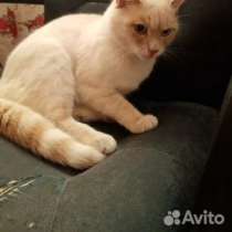 Кот анатольской породы, в Тюмени