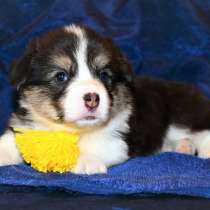 Вельшкорги пемброк мальчик, в Москве