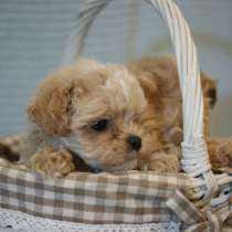 Maltipoo. Мальтипу красивенные малыши, в г.Брюссель