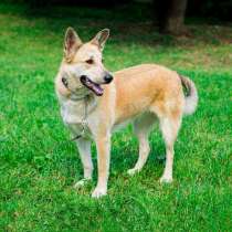 Милая Мила, добрейшая собака 2,5 лет в поисках дома, в Москве