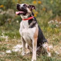 Лучший друг детей Цефей, молодой пес в добрые руки, в Москве