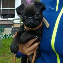 Малый брабансон девочка, в Москве