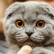 Котята, в г.Днепропетровск