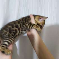 Яркие мини - леопарды с хорошими линиями, в Москве