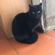 Кошечка Багира, в Краснодаре