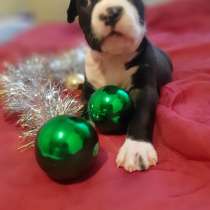 Красивые щенки Амстаффа от чемпионов, в Москве