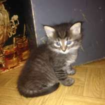 Отдам в дар лучших котяток!! Послушные красавцы, в Муроме