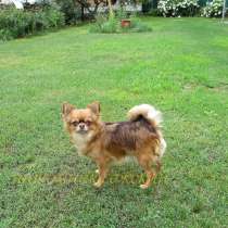 Чихуахуа девочка дл/ш, в г.Гомель