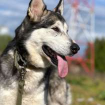 Невероятно ласковая собака Джессика, аляскинский маламут, в Москве
