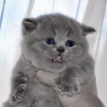Британец кошка, в Москве