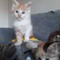 Котята мейн-куна, в г.Burgkirchen an der Alz