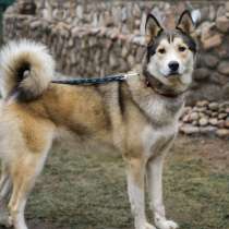 Великолепный молодой пёс, в Санкт-Петербурге