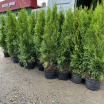 Туи, в Москве