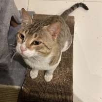 Отдам в добрые руки! Зовут Зюс 1 год и 5 месяцев, в г.Дубай