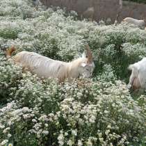 Коза котная, в г.Ровеньки