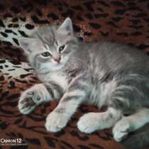 Котенок, в г.Могилёв