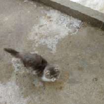 Отдам в добрые руки котенка, в Волгограде