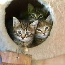 Отдаю котят в добрые руки!!!, в Сочи