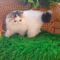 Персидский ребенок в заботливую семью, в Вологде