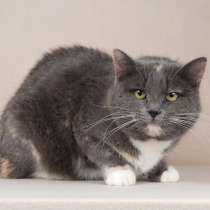 Нежная кошка Леся в добрые руки, в Мытищи
