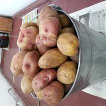 Экологически чистый картофель, в Томске
