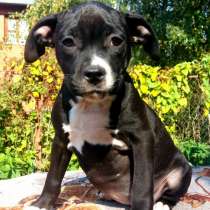 Красивая черная девочка Амстаффтерьера 2,5 месяца ркф, в Москве