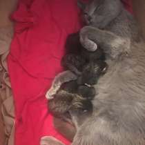 Отдам бесплатно котят, в Гусеве