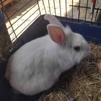 Декоративный кролик мальчик, в г.Афины