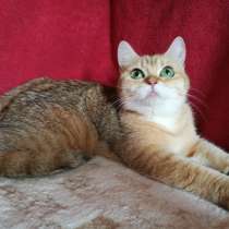 В хорошие руки золотая кошечка, в Казани