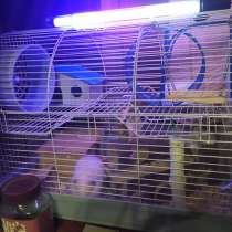 Сирийские хомячки, в Нижнем Тагиле