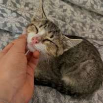 Котенок в добрые руки, в Симферополе