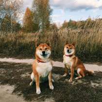 Щенки Шибаю-мну, в г.Вроцлав