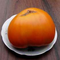 Семена коллекционных сортов помидор, перцев и баклажан, в г.Винница