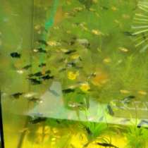 Продам мальков моллинезии, в г.Луганск