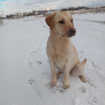 Щенки лабрадора, в г.Париж