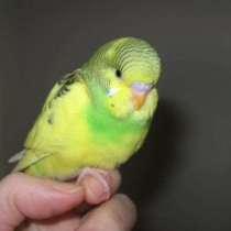 попугай 1,5 месяца + новая клетка, в Калининграде