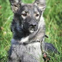 Отдам даром Печальная история сестер Ляли и Лили, в Москве