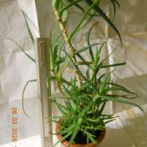 Алоэ, в Санкт-Петербурге