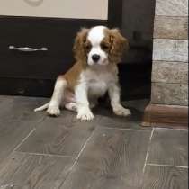 Кавалер Кинг Чарльз спаниель, в г.Бранденбург