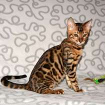 Котята бенгальские, в Челябинске