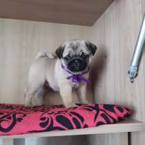 Мопсики с документами РКФ (доставка с Новосибирска)-привиты, в Улан-Удэ