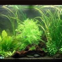 Аквариумы на заказ, в г.Астана