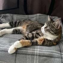 Пуговка, очень ласковая кошечка-подросток в добрые руки, в Санкт-Петербурге