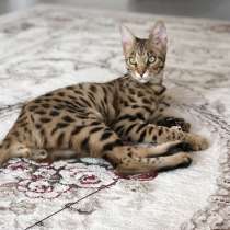 Саванна F2 мальчик, в г.Герстунген