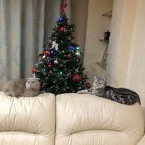 Продам котят, шотландские вислоухие, в Иркутске